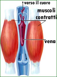 Ecco l'effetto pompa esercitato dai muscoli contratti: il volume maggiore dei muscoli comprime le vene, stimolando il sangue a ritornare al cuore.